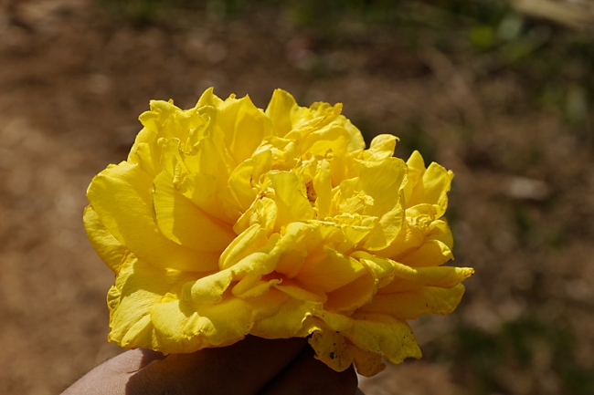 Fleurs FEV12-010